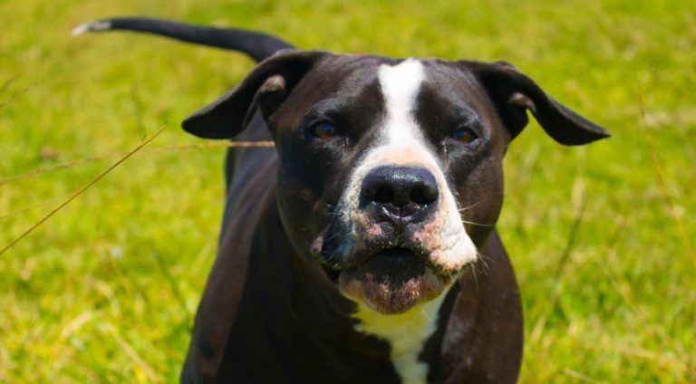 pitbull