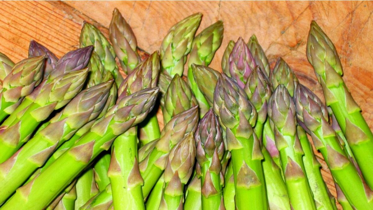 sagra dell asparago verde di canino xxi edizione