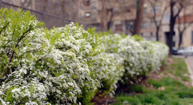 Marito perde il controllo della motosega e uccide la moglie: Paola Martinelli è morta a 73 anni 4 siepe