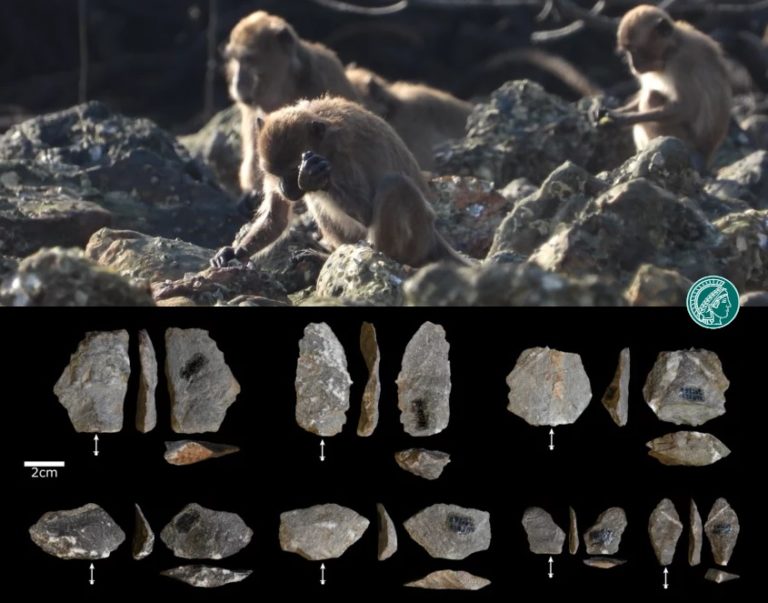 somiglianze tra gli strumenti di pietra dei primi umani e delle scimmie