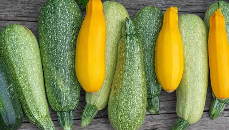 Zucchine ortaggi a frutto