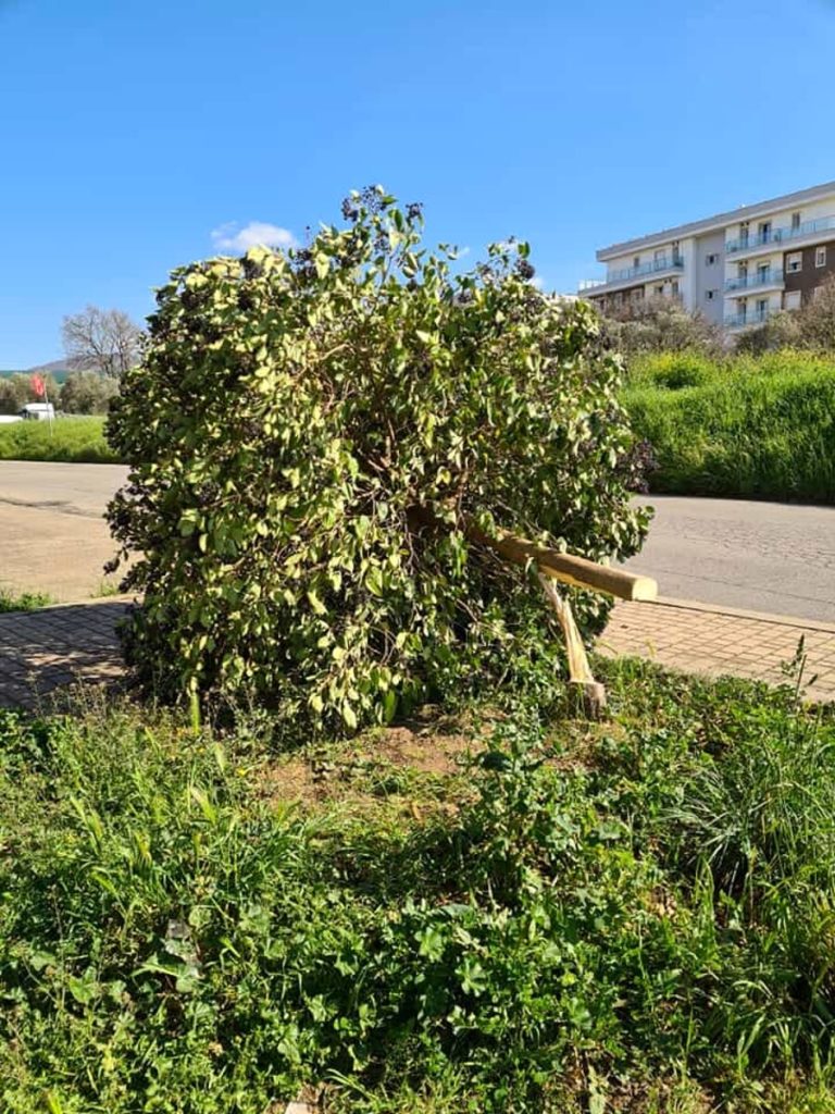 albero segato a santa barbara