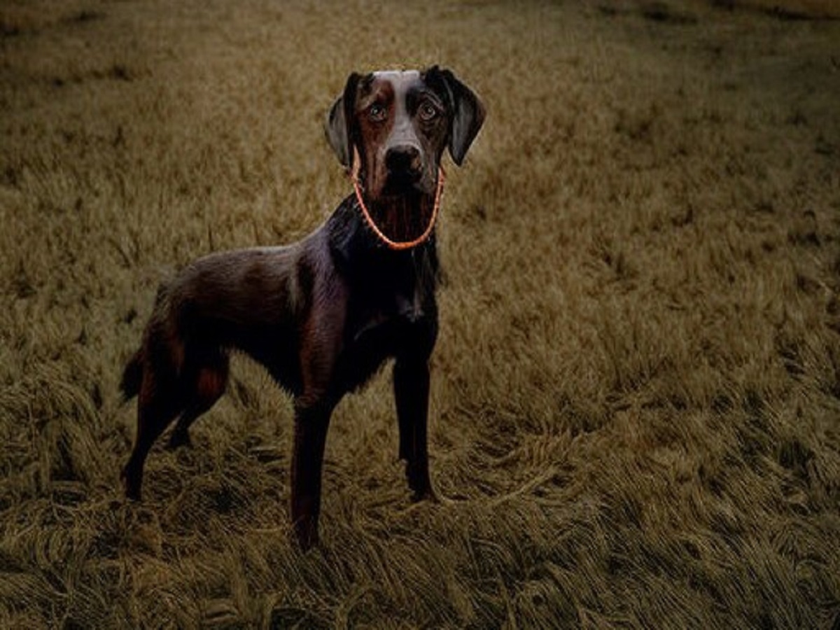 Il cane può alimentarsi di semi di sesamo? Pro e contro 1 alimentazione i cani possono mangiare i semi di sesamo benefici e controindicazioni