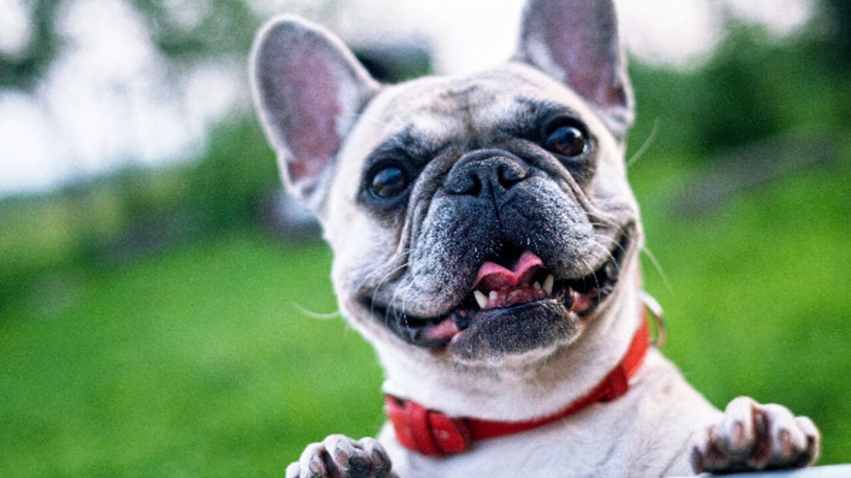 I Paesi Bassi hanno inasprito le restrizioni sull’allevamento e la detenzione di cani brachicefali 1 bulldog francese