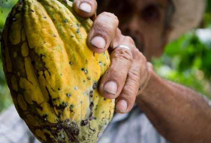 cacao 2