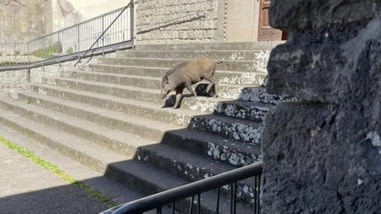 cinghiale scende le scalinate della chiesa di santa maria del paradiso 2