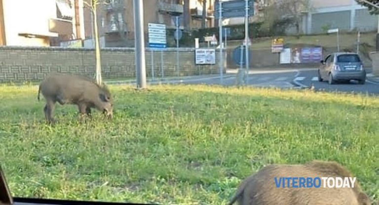 cinghiali alla rotonda di via genova viterbo civica 2