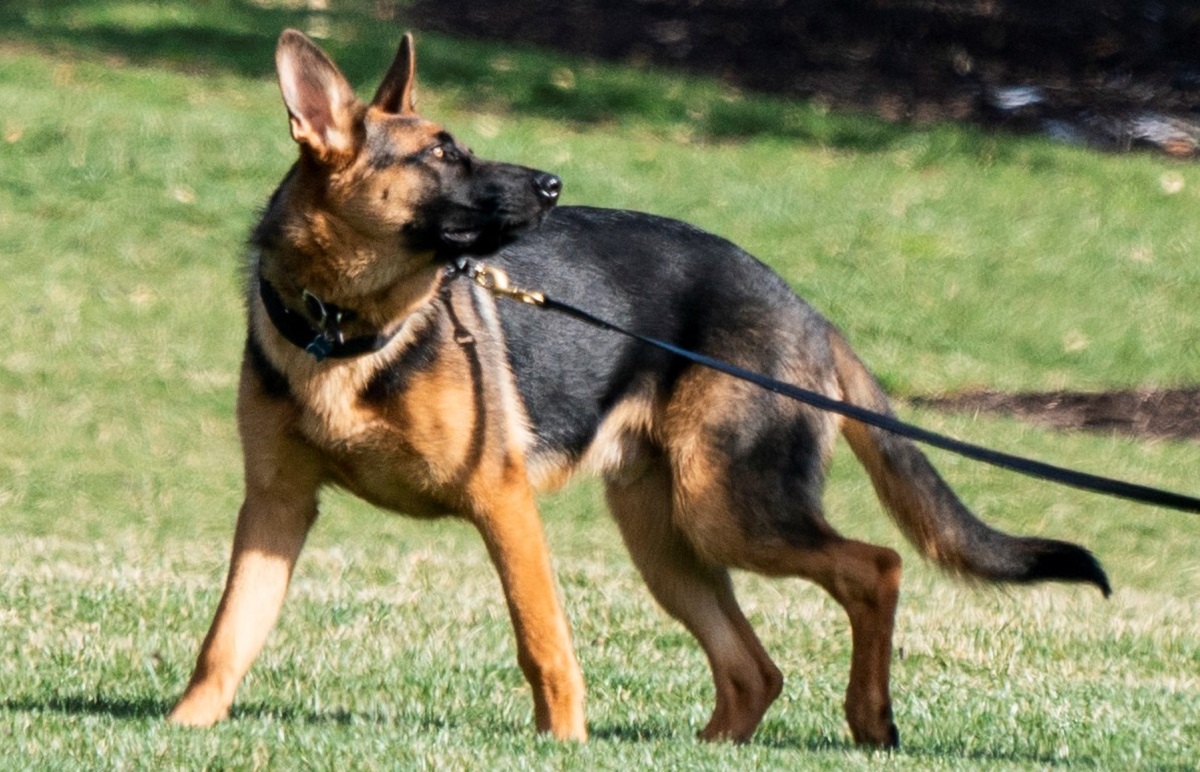 Orrore a Salerno, uomo muore sbranato da uno dei suoi cani 1 image 0508d2fe f6be 40ef b3a2 e678168547de