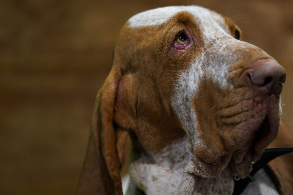 Torino, polpette avvelenate nei parchi: padroni di cani allarmati 1 image 077b3625 0d72 4009 a8e9 d142ce6676c3