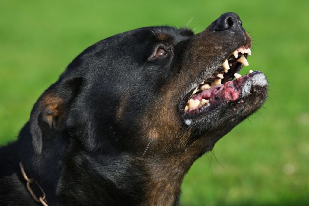 rottweiler