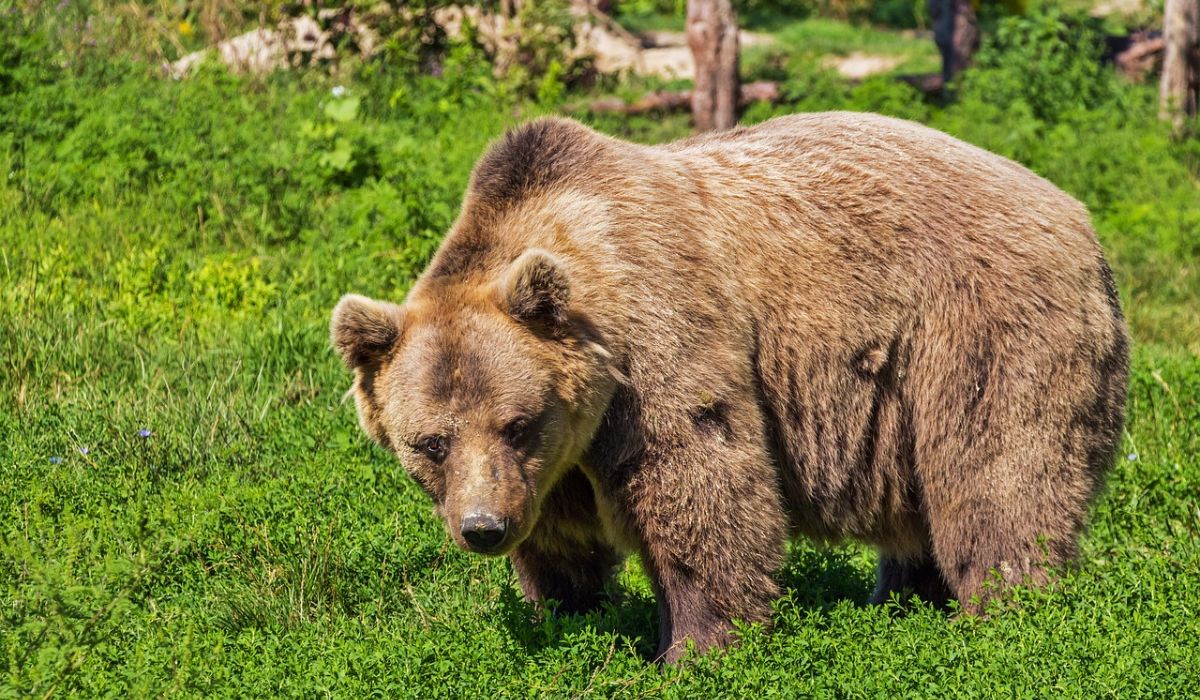 Cosa fare se si incontra un orso: i consigli e i gesti da evitare 1 image 6b913877 7118 40b0 b5a6 08e1a5321ae2