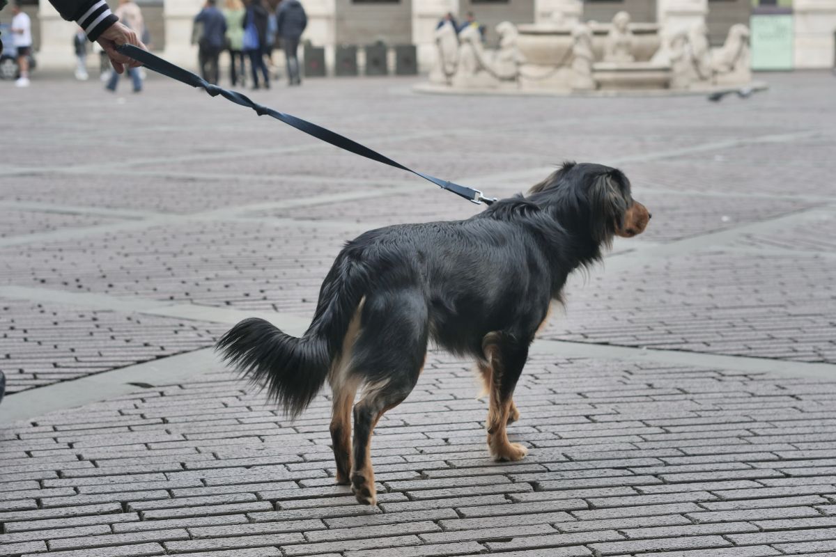 Isola d’Elba, niente veterinario dopo le 20: morto un cane 1 image 95726974 3494 4d62 93d1 f12765e2fbad