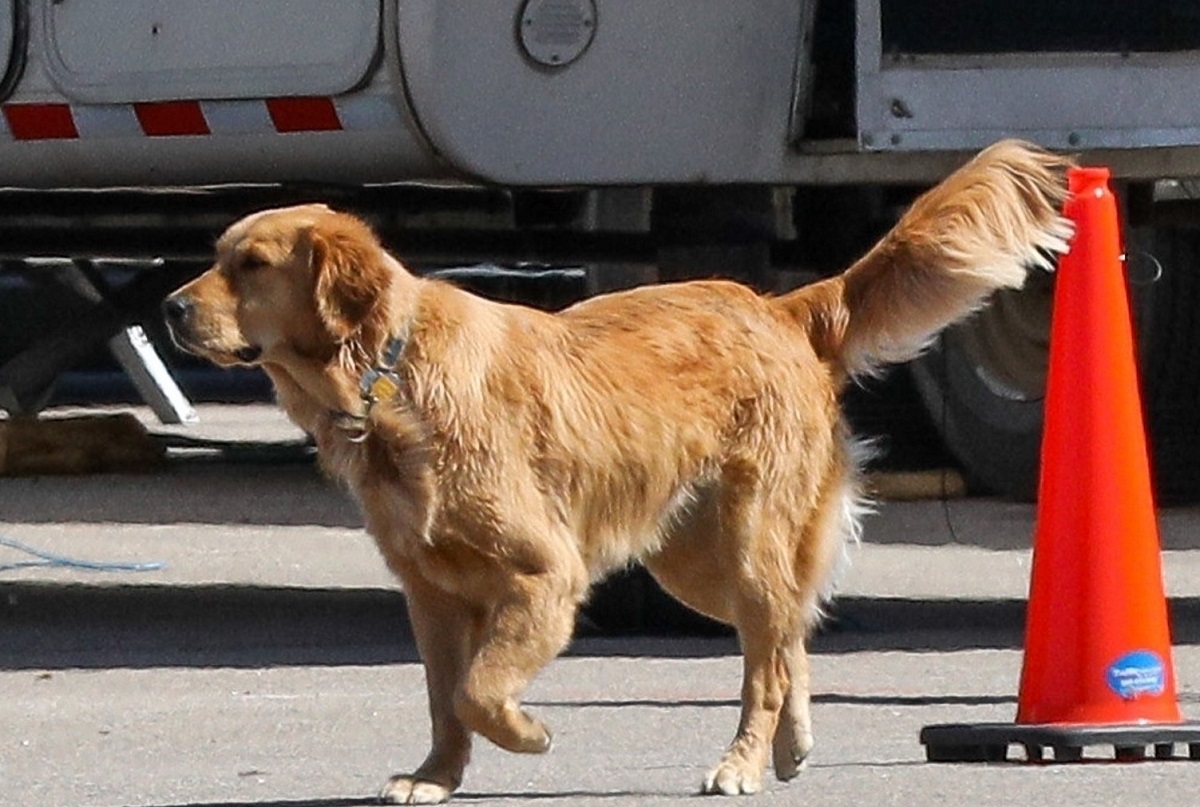 Cane aggredisce un carabiniere e gli strappa via un orecchio 1 image a2901b88 b090 49aa 8542 46d7abee7a95