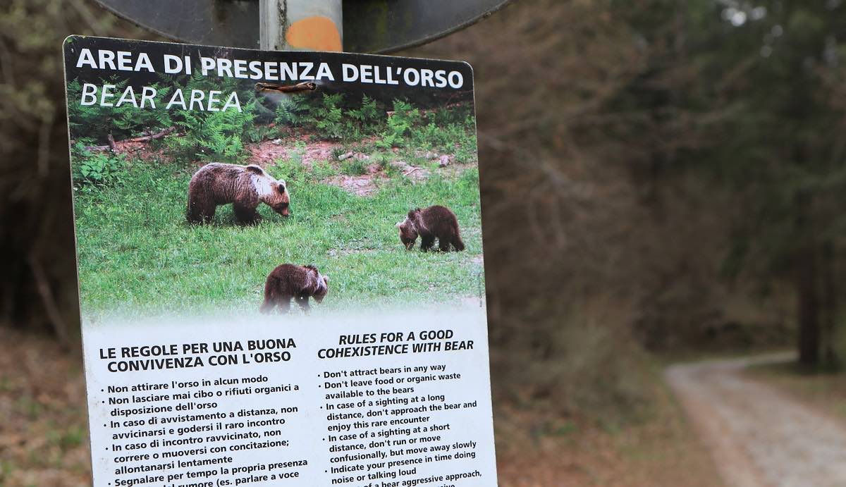 JJ4, il veterinario che l’ha catturata è contro l’abbattimento: “Non va uccisa” 1 image e396b02b 53c2 465f 8a81 b001c9fb2d2b