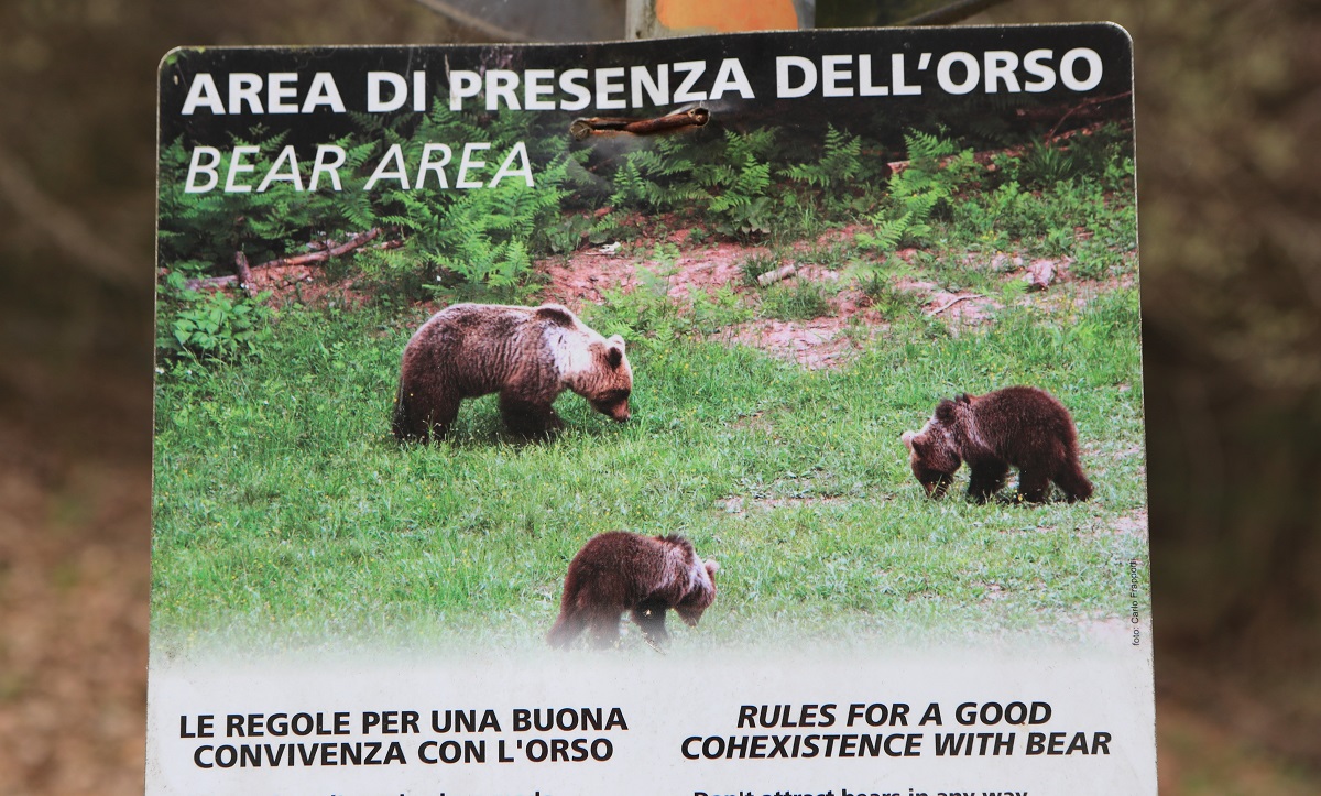 Orsa JJ4 che ha ucciso Andrea Papi: la Lav le ha trovato un rifugio 1 image fa57868d ff73 4635 95cb bafe024c406c