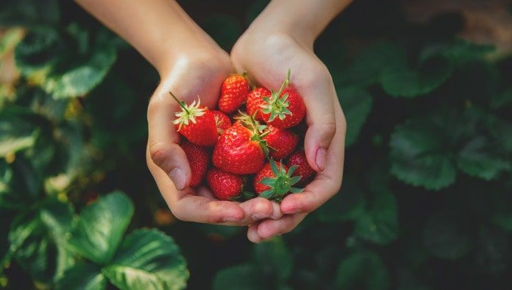 raccolta fragole