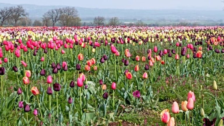 tuscia flower parco dei tulipani