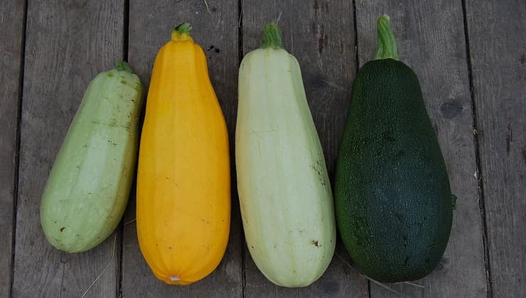 varieta zucchcine