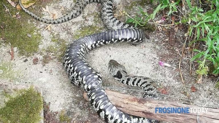 vipera catturata a sant elia 1 2