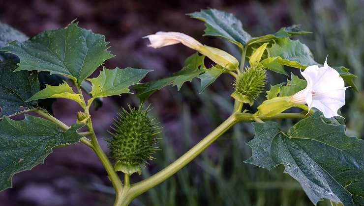 Datura stramonium