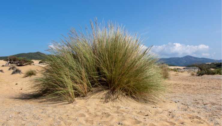 Deserto Sardegna