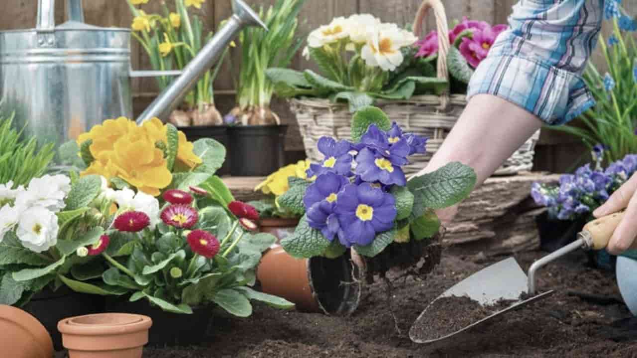 Piante di febbraio