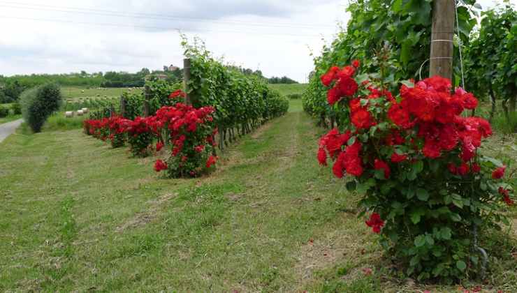 Rose nei vecchi vigneti scoperto il motivo 1