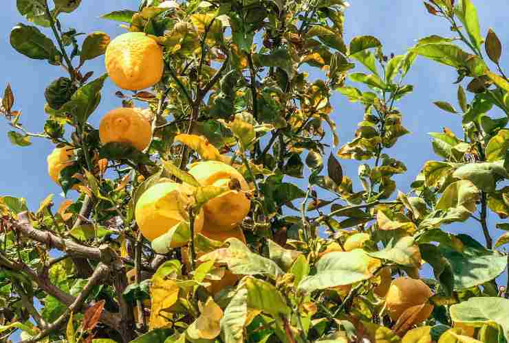 Il famoso dolce al limone senza forno che sta facendo impazzire il mondo