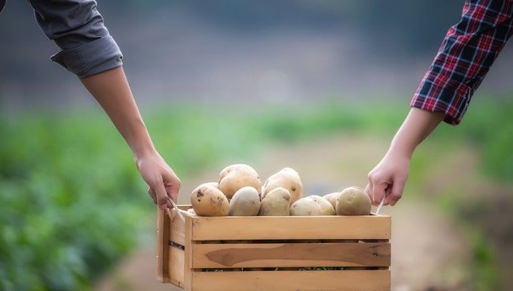 agricoltore trasporta patate biologiche