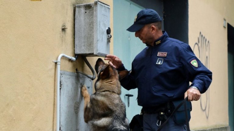 cani antidroga della polizia