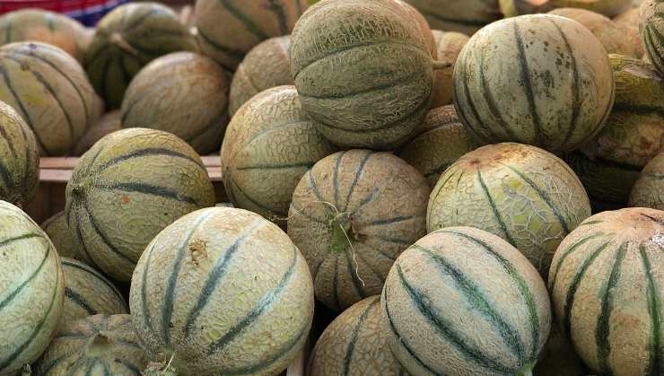 cantalupo