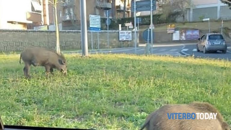 cinghiali alla rotonda di via genova viterbo civica 2