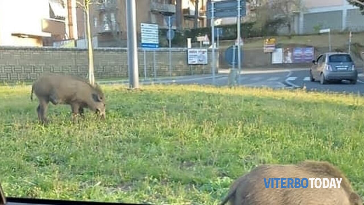 cinghiali alla rotonda di via genova viterbo civica 2
