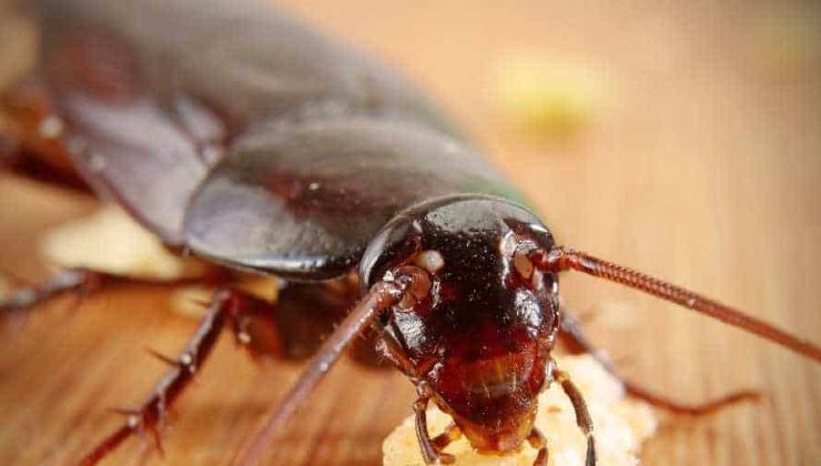 come prevenire gli scarafaggi in casa