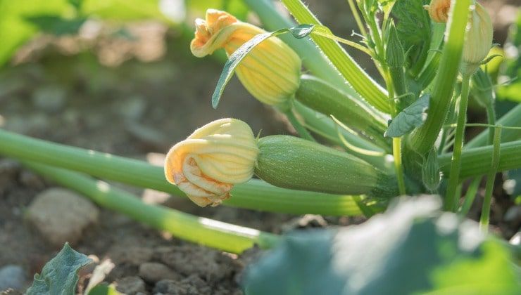 Dove coltivare le zucchine per avere un raccolto triplicato? La risposta dell’esperto