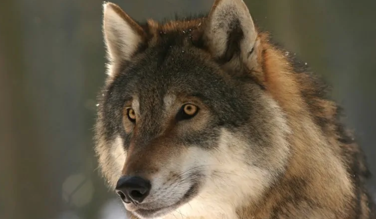 image 49e089ea cc9e 4cf3 ba6e bf20b6255255