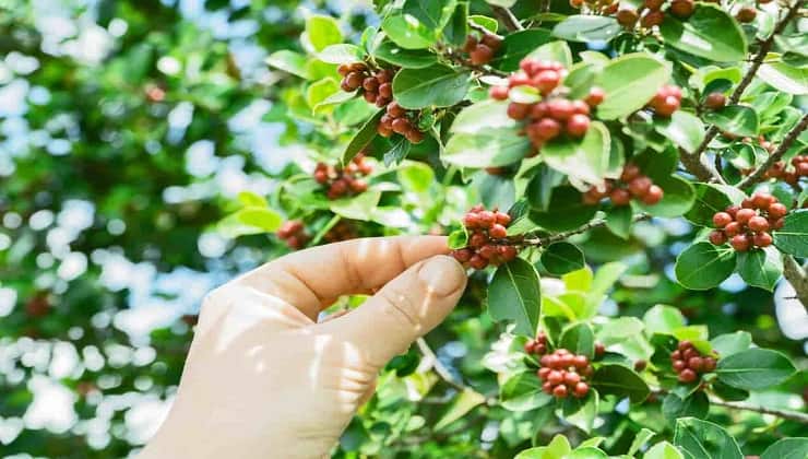 Chicchi di caffè, come macinarli senza macinacaffè: sarà un gioco da ragazzi 1 pianta di caffe