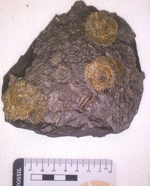 posidonia shale fossili dorati 500x621 1