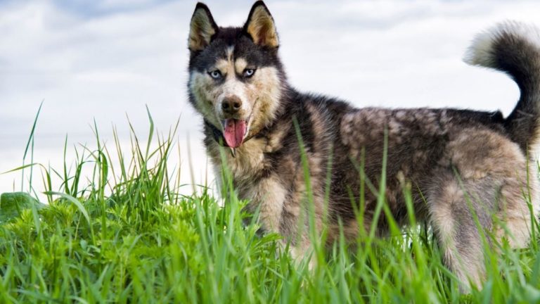 siberian husky 2