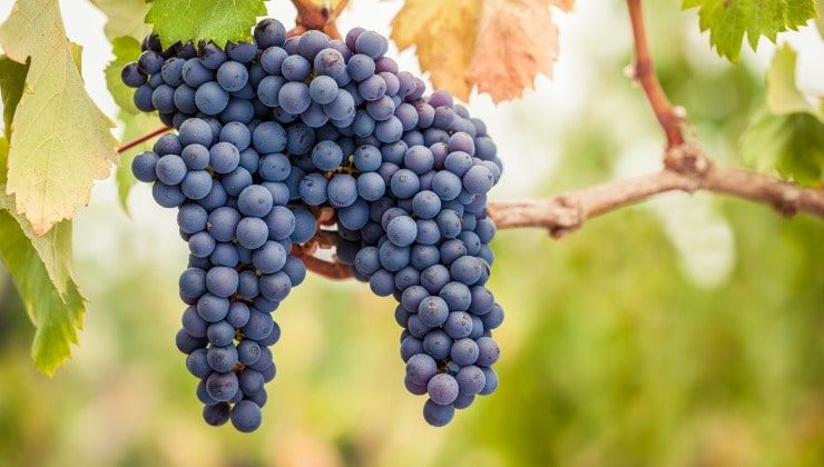 uva pinot nero