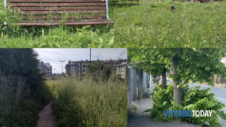 verde selvaggio compilation 2