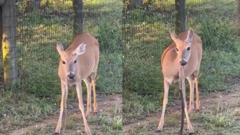 Deer eats a snake 1686570389085 1686570396358 1