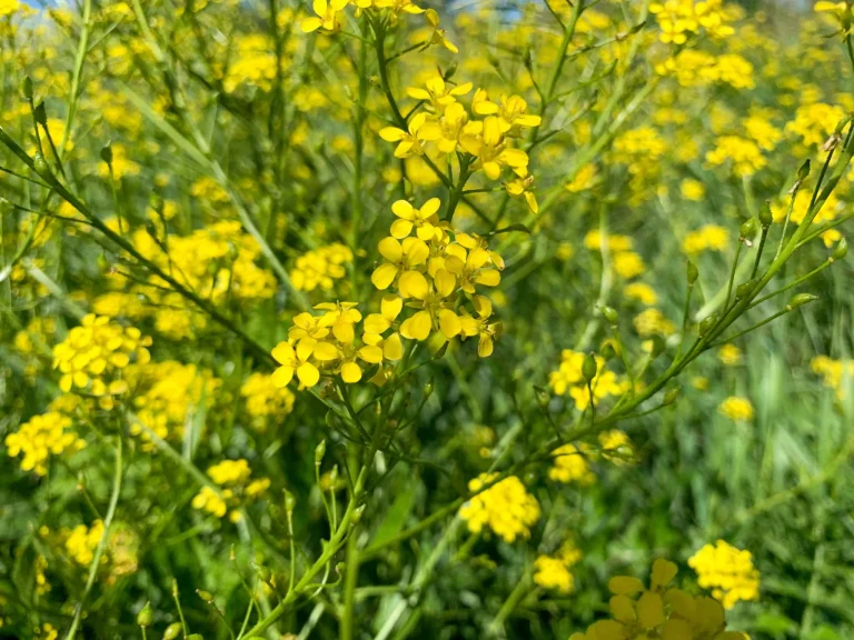 PM BROCCOLETTI scaled.jpeg