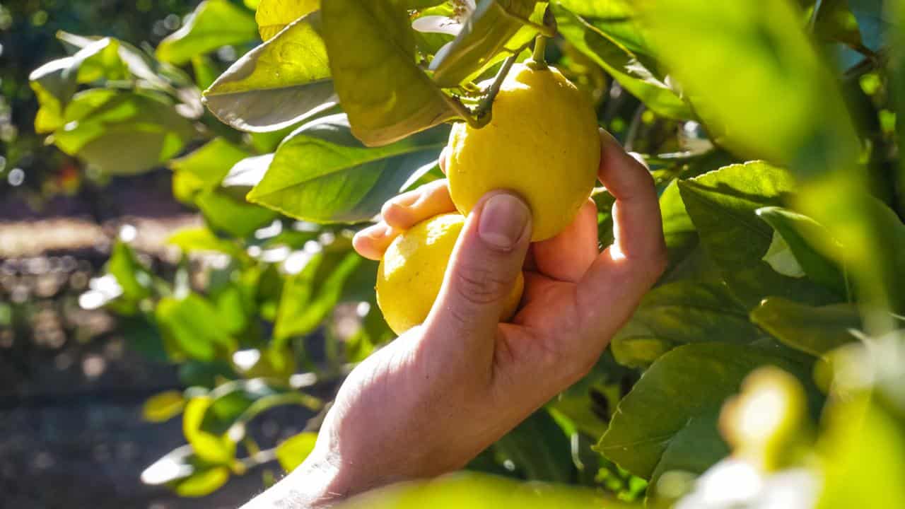 Raccolta dei limoni