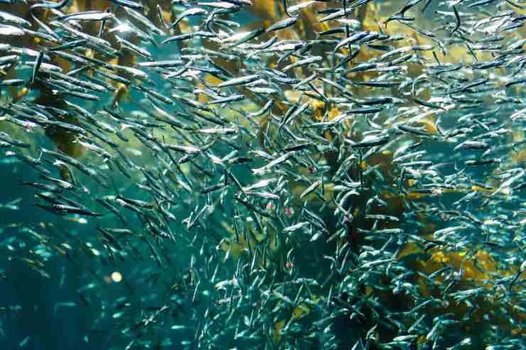 Qual è il pesce più ricco di Omega-3, forse non l’avresti mai detto: impensabile