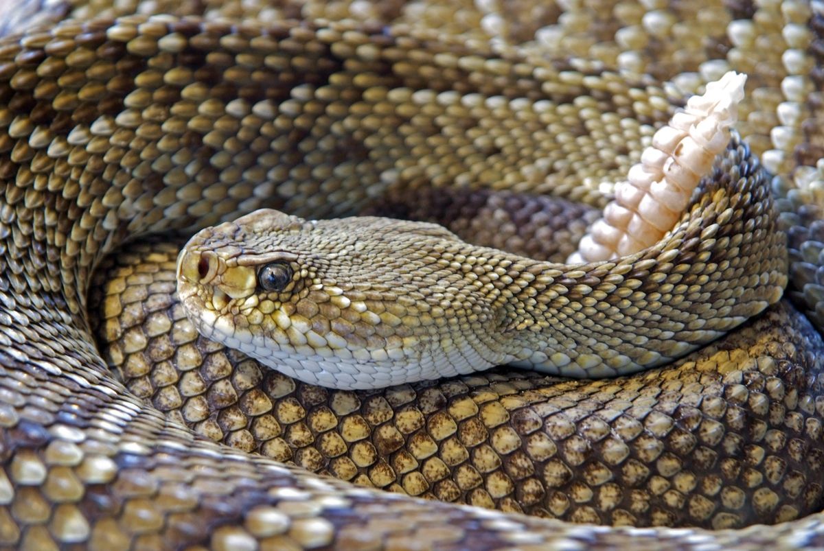escursionista ospedale morso vipera