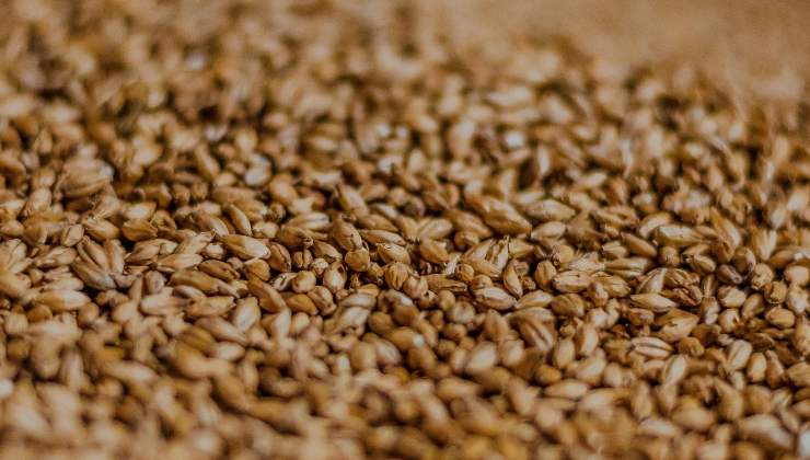 farro