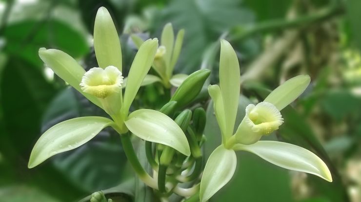 fiore di vaniglia
