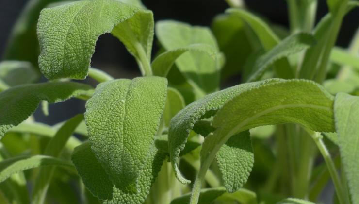 Salvia: proprietà, curiosità e usi culinari