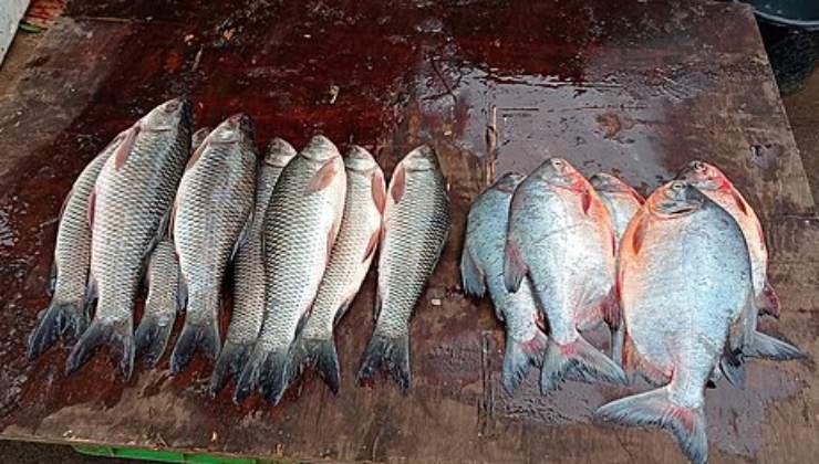 pesce fresco